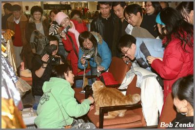 ChinaCatFanciersJan07 (7)